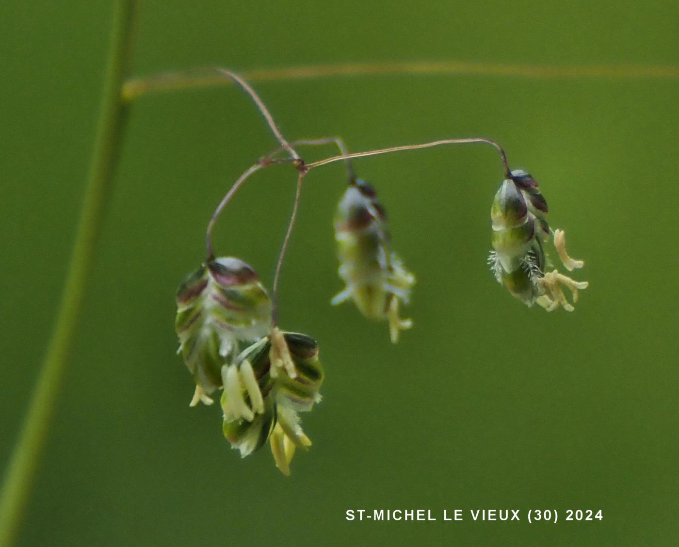 Quaking-Grass, Large flower